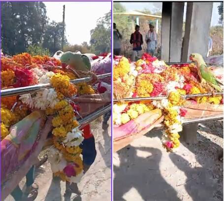 A parrot joined the funeral procession at Muwadi village of Panchmahal Panchmahal:  યુવકનું મૃત્યુ થતા અંતિમયાત્રામાં જોડાયો પોપટ,મિત્રની નનામી સાથે લીધા અંતિમફેરા, વીડિયો જોઈ આંખમાં આસું આવી જશે
