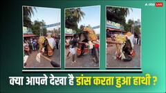 Elephant Dance video: ढोल की थाप पर थिरकता हुआ हाथी... वीडियो हुआ वायरल
