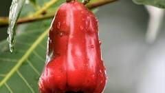 क्या घर पर उगा सकते हैं काजू! जानें क्या है आसान तरीका