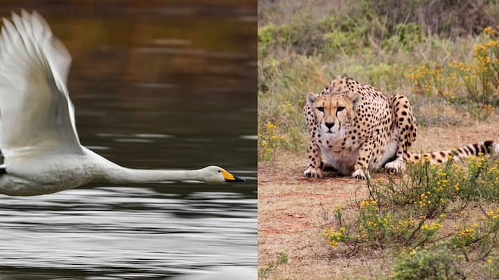 Fastest Running Animals: মরণ-বাঁচন নির্ভর করে। তাই গতিই ভরসা পশুদের। ছবি: পিক্সাবে।