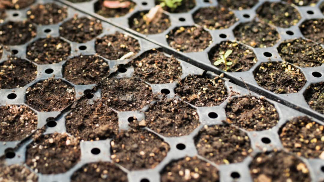 Farmers can use Hybrid Seed in farming know its specialty हाइब्रिड बीजों की बुवाई से किसानों की होगी ज्यादा कमाई, जानें क्या है खासियत