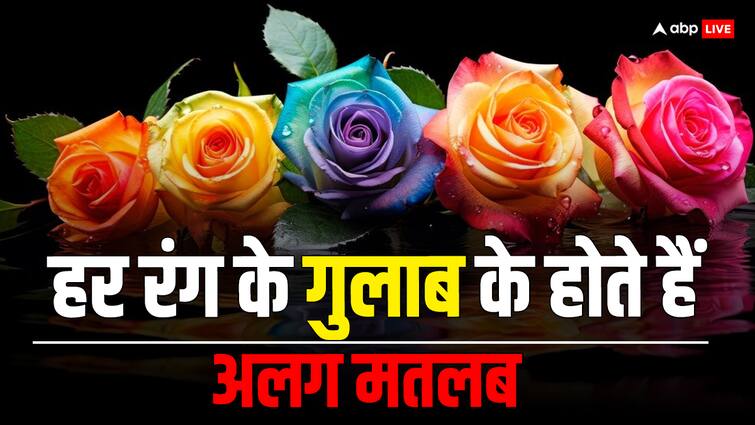 Valentines Day 2024 Not only Rose Day give roses on Valentines Day also know the meaning of each color of rose Valentine’s Day 2024: सिर्फ रोज डे ही नहीं, वेलेंटाइन डे पर भी दे गुलाब, जानें हर रंग के रोज का मतलब