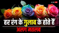 Valentine’s Day 2024: सिर्फ रोज डे ही नहीं, वेलेंटाइन डे पर भी दे गुलाब, जानें हर रंग के रोज का मतलब