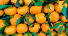 Orange cultivation: ਸੰਤਰੇ ਦੀ ਖੇਤੀ ਕਰਨ ਵੇਲੇ ਇਨ੍ਹਾਂ ਗੱਲਾਂ ਦਾ ਰੱਖੋ ਖ਼ਾਸ ਧਿਆਨ, ਹੋਵੇਗਾ ਚੰਗਾ ਝਾੜ