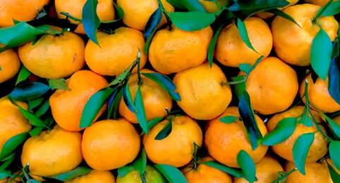 ਭਾਰਤ ਵਿੱਚ ਨਾਗਪੁਰ ਨੂੰ ਔਰੇਂਜ ਸਿਟੀ ਕਿਹਾ ਜਾਂਦਾ ਹੈ ਕਿਉਂਕਿ ਇੱਥੇ ਸੰਤਰੇ ਦੀ ਖੇਤੀ ਵੱਡੇ ਪੱਧਰ 'ਤੇ ਕੀਤੀ ਜਾਂਦੀ ਹੈ। ਦੇਸ਼ ਵਿੱਚ ਹੀ ਨਹੀਂ ਸਗੋਂ ਵਿਦੇਸ਼ਾਂ ਵਿੱਚ ਵੀ ਲੋਕ ਸੰਤਰੇ ਨੂੰ ਖਾਣਾ ਪਸੰਦ ਕਰਦੇ ਹਨ, ਸੰਤਰੇ ਦਾ ਜੂਸ ਪੀਂਦੇ ਹਨ ਅਤੇ ਇਸ ਤੋਂ ਬਣੇ ਹੋਰ ਪਦਾਰਥ ਵੀ ਖਾਂਦੇ ਹਨ। ਅੱਜ ਅਸੀਂ ਤੁਹਾਨੂੰ ਦੱਸਾਂਗੇ ਕਿ ਸੰਤਰੇ ਦੀ ਖੇਤੀ ਕਰਦੇ ਸਮੇਂ ਤੁਹਾਨੂੰ ਕਿਹੜੀਆਂ ਗੱਲਾਂ ਦਾ ਧਿਆਨ ਰੱਖਣਾ ਚਾਹੀਦਾ ਹੈ।