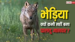 कभी भेड़िए को क्यों नहीं पाल पाया इंसान? वजह कर देगी हैरान