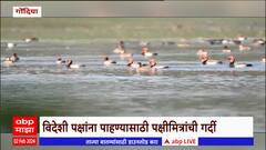 Gondia Red Crested Pochard : गोंदियात 'रेड क्रेस्टेड पोचार्ड' विदेशी पक्षांचं आगमन