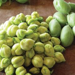 Green Chickpeas: ਭਾਰ ਘਟਾਉਣ ਤੋਂ ਲੈ ਕੇ ਦਿਲ ਦੀਆਂ ਬਿਮਾਰੀਆਂ ਦੇ ਖਤਰੇ ਨੂੰ ਘੱਟ ਕਰਦੇ ਹਨ ਹਰੇ ਛੋਲੇ, ਜਾਣੋ ਹੋਰ ਫਾਇਦੇ