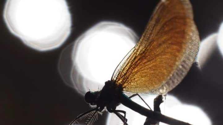 বিজ্ঞানীরা আরও জানিয়েছেন, ফুলের মধু খেয়ে বেঁচে থাকে অনেক পতঙ্গ, যা অতিবেগুনি রশ্মিকে প্রতিফলিত করে। বাল্ব থেকেও ওই একই মাত্রার অতিবেগুনি রশ্মি নির্গত হয়। তাই ফুল ভেবেও পতঙ্গেরা আলোর দিকে ধাবিত হয়। ছবি: ফ্রিপিক।