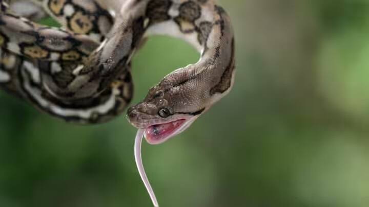 બીજા ક્રમે રેટ સ્નેક- સાપનું નામ આવે છે. સાપ ઝેરી નથી હોતો, પરંતુ તે 2.67 મીટર પ્રતિ સેકન્ડની ઝડપે તેના શિકાર પર ત્રાટકે છે. એટલું જ નહીં, જ્યારે પણ આ સાપને ભૂખ લાગે છે, તે તરત જ તેના શિકારને મારી નાખે છે.