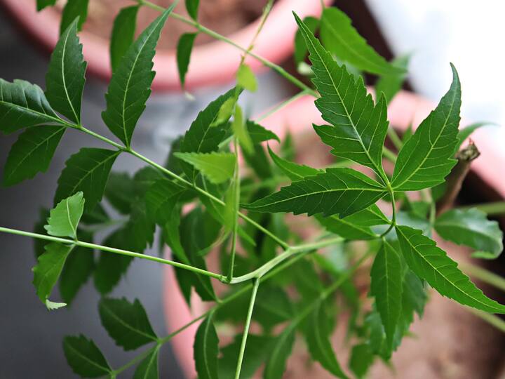 Neem is a potent herb known for its antibacterial and antifungal effects. It is a good treatment for eczema, acne, and other inflammatory disorders due to its capacity to cleanse the skin. Neem paste can be used to treat blemishes and promote better skin, as can neem-infused cosmetics. (Image Source: getty)