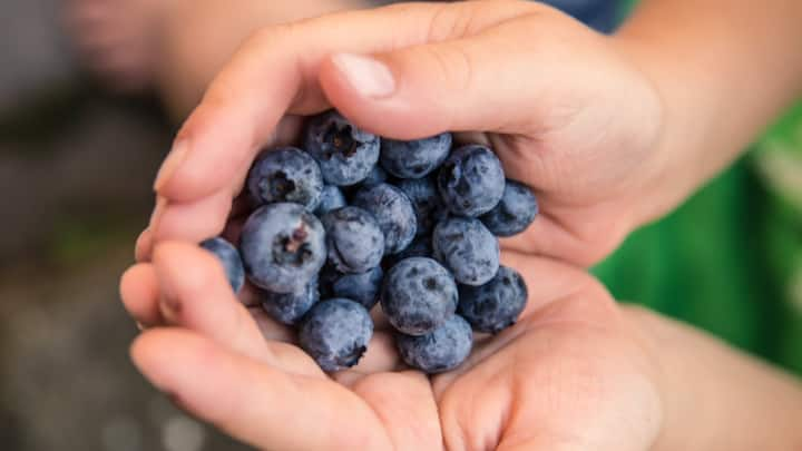 Blueberry  Benefits : करवंद केवळ चवीतच अप्रतिम नसून हृदयविकार, कर्करोग आणि पक्षाघाताचा धोकाही कमी करू शकतात, म्हणून आज आम्ही तुम्हाला करवंद च्या फायद्यांविषयी जाणून घ्या .