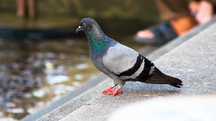 After all, why is the pigeon called a spy bird the reason behind it is very interesting आखिर कबूतर को ही क्यों कहा जाता है जासूसी पक्षी, बेहद रोचक है इसके पीछे की वजह
