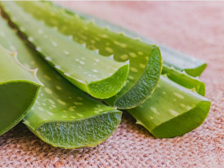 Aloe vera is well known for its calming and moisturising qualities. It can treat a number of skin issues, such as sunburn, dryness, and inflammation. (Image Source: getty)