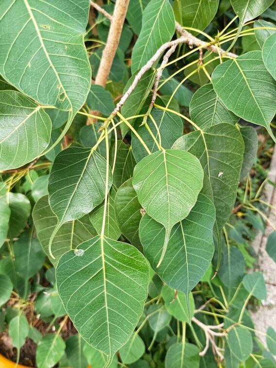 बिना मिट्टी और बीज के दीवार पर कैसे उग जाता है पीपल?