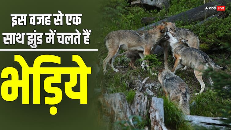 Why do wolves walk in packs, this is why even lions are afraid of hunting  झुंड में क्यों चलते हैं भेड़िये, इस वजह से शेर भी शिकार करने से डरते