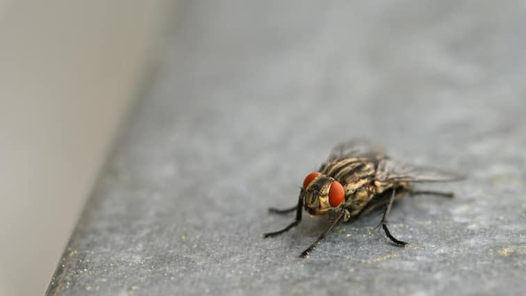 This part of flies contaminates food it is important to be careful मक्खियों का ये अंग करता है खाना दूषित, सावधानी बरतना जरूरी