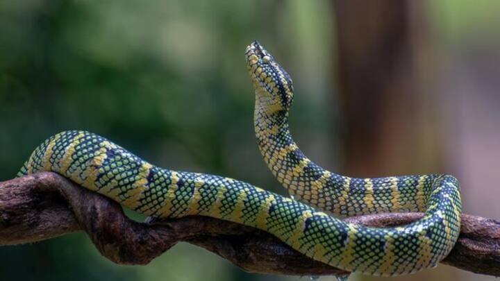 दुनिया भर में सांप की 3700 से ज्यादा प्रजातियां पाई जाती हैं. इनमें ज्यादातर सांपों के खून का रंग लाल ही होता है. हालांकि कुछ प्रजातियां ऐसी भी हैं, जिनके खून का रंग दूधिया नीला या लाइम ग्रीन होता है.