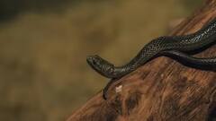 General Knowledge: આ છે દુનિયાના સૌથી ઝડપથી દોડનારા સાપ, જાણો કયા નંબર પર છે ભારતીય સાપ