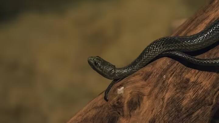 Snake General Knowledge Story: સાપને વિશ્વનું સૌથી ખતરનાક ઝેરી પ્રાણી માનવામાં આવે છે. દુનિયામાં સાપની ઘણી પ્રજાતિઓ છે પરંતુ આજે અમે તમને એક એવા સાપ વિશે જણાવવા જઈ રહ્યા છીએ જે પોતાના શિકાર પર સૌથી ઝડપથી ત્રાટકે છે.