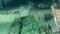 बुलढाण्यात दोन बिबट्यांचा नागरी वस्तीत मॉर्निंग वॉक; परिसरात भीतीचे वातावरण