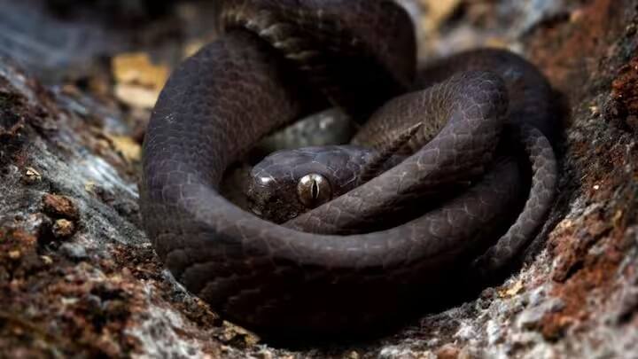 સધર્ન બ્લેક રેસર સૌથી ઝડપી સાપમાં છઠ્ઠા ક્રમે આવે છે. તેઓ 12.87 કિલોમીટરની ઝડપે તેમના શિકારનો પીછો કરે છે અને રોકાયા વિના શિકારને પકડી શકે છે. સધર્ન બ્લેક રેસર સૌથી ઝડપી સાપમાં છઠ્ઠા ક્રમે આવે છે. તેઓ 12.87 કિલોમીટરની ઝડપે તેમના શિકારનો પીછો કરે છે અને રોકાયા વિના શિકારને પકડી શકે છે.