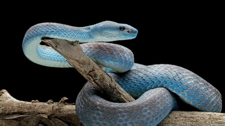 वैज्ञानिकों के मुताबिक सांप सरीसृप (Reptiles) कैटेगरी में आते हैं. ये ‘कोल्ड ब्लडेड’ यानी ठंडे खून वाले होते हैं. इस कैटेगरी के जानवरों को एक्टोथर्मिक कहते हैं.