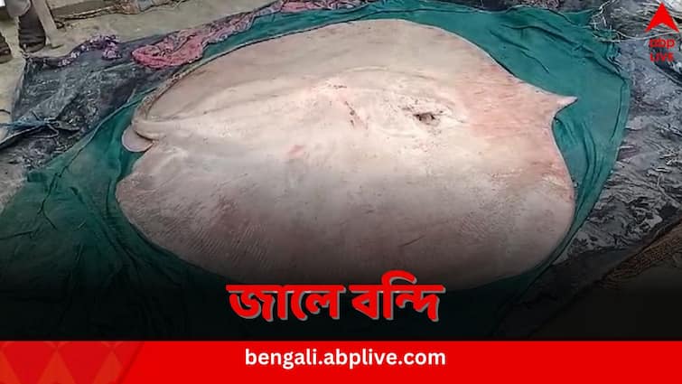 Batoidea Fish: মুড়িগঙ্গায় জাল ফেলতেই উঠে এল বৃহদাকার শঙ্কর মাছ, বিকোল নগদ ২২ হাজারে South 24 Parganas Muri Ganga River Batoidea Fish caught by Fisherman sold at RS 22000 Batoidea Fish: মুড়িগঙ্গায় জাল ফেলতেই উঠে এল বৃহদাকার শঙ্কর মাছ, বিকোল নগদ ২২ হাজারে