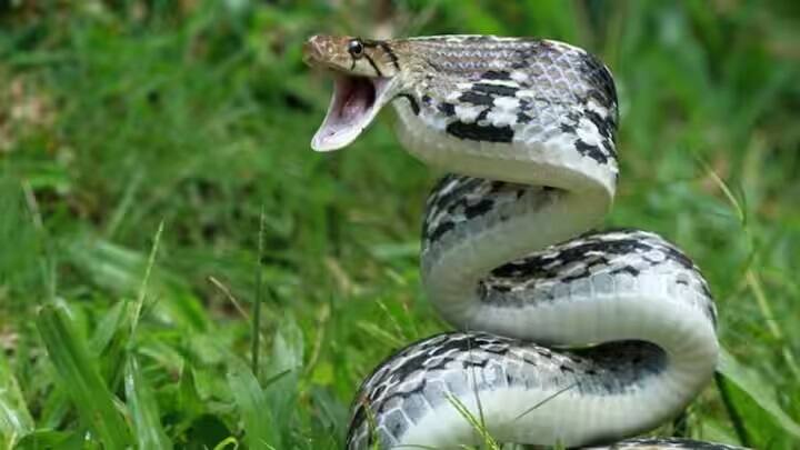 અમેરિકામાં જોવા મળતા કૉટન માઉથ ત્રીજા સ્થાને આવે છે. તે માત્ર 2.97 મીટર પ્રતિ સેકન્ડની ઝડપે તેના શિકાર સુધી પહોંચે છે. કહેવાય છે કે આ સાપ એક સેકન્ડથી પણ ઓછા સમયમાં છ ફૂટથી વધુનું અંતર કાપી શકે છે.