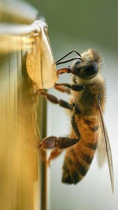 मधमाशी डंख मारल्यानंतर खरंच मरते का ?