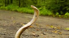 General Knowledge: આ છે દુનિયાના સૌથી ઝડપથી દોડનારા સાપ, જાણો કયા નંબર પર છે ભારતીય સાપ