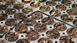 Hybrid seeds: ਹਾਈਬ੍ਰਿਡ ਬੀਜਾਂ ਨਾਲ ਕਿਸਾਨ ਕਮਾ ਸਕਦੇ ਚੰਗਾ ਮੁਨਾਫ਼ਾ, ਜਾਣੋ ਕੀ ਹੈ ਖ਼ਾਸੀਅਤ