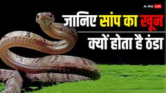 सांप का खून क्यों होता है इतना ठंडा, आखिर कैसे खुद को रखते हैं गर्म