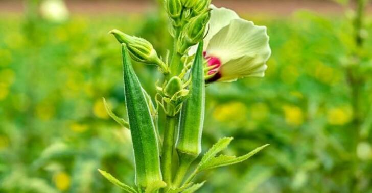 Which are the leading states in okra production marathi news agriculture भेंडी उत्पादनात आघाडीवर असणारी 5 राज्ये कोणती? सविस्तर माहिती एका क्लिकवर