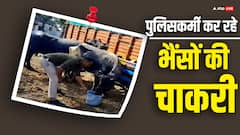 खंडवा में पुलिस थाना बना तबेला, 17 भैंसों की सेवा में जुटे पुलिसकर्मी, जानें- पूरा मामला