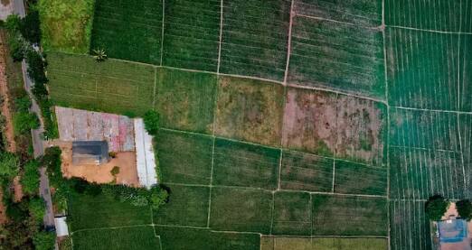 ਅੱਜ ਅਸੀਂ ਤੁਹਾਨੂੰ ਦੱਸਾਂਗੇ ਕਿ ਨੌਕਰੀ ਛੱਡਣ ਤੋਂ ਬਾਅਦ ਤੁਸੀਂ ਕਿਹੜੀਆਂ ਫਸਲਾਂ ਉਗਾ ਸਕਦੇ ਹੋ, ਜਿਸ ਨਾਲ ਤੁਹਾਨੂੰ ਚੰਗਾ ਅਤੇ ਜਲਦੀ ਰਿਟਰਨ ਮਿਲੇਗਾ।