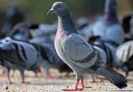 Among the birds, the pigeon is chosen as the spy bird general knowledge: ਜਾਣੋ ਕਿਉਂ, ਪੰਛੀਆਂ ਚੋਂ ਕਬੂਤਰ ਨੂੰ ਹੀ ਜਸੂਸੀ ਪੰਛੀ ਚੁਣਿਆ ਜਾਂਦਾ ਹੈ