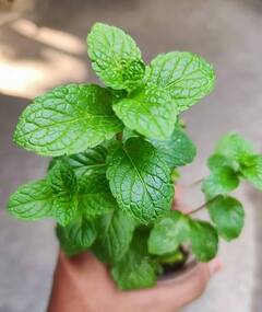 Mint Benefits: ਪਾਚਨ ਤੋਂ ਲੈ ਕੇ ਬਲੱਡ ਪ੍ਰੈਸ਼ਰ ਨੂੰ ਕੰਟਰੋਲ ਕਰਨ ਤੱਕ ਜਾਣੋ ਪੁਦੀਨੇ ਦੇ ਚਮਤਕਾਰੀ ਗੁਣ