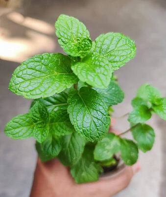 ਪੁਦੀਨਾ ਸਭ ਤੋਂ ਪੁਰਾਣੀਆਂ ਜੜ੍ਹੀਆਂ ਬੂਟੀਆਂ ਵਿੱਚੋਂ ਇੱਕ ਹੈ ਜੋ ਕਿਸੇ ਵੀ ਪਕਵਾਨ ਦੇ ਸੁਆਦ ਅਤੇ ਖੁਸ਼ਬੂ ਨੂੰ ਵਧਾਉਂਦਾ ਹੈ ਅਤੇ ਇਸ ਦੇ ਨਾਲ ਹੀ ਇਸ ਦੇ ਕਈ ਸਿਹਤ ਲਾਭ ਵੀ ਹਨ।