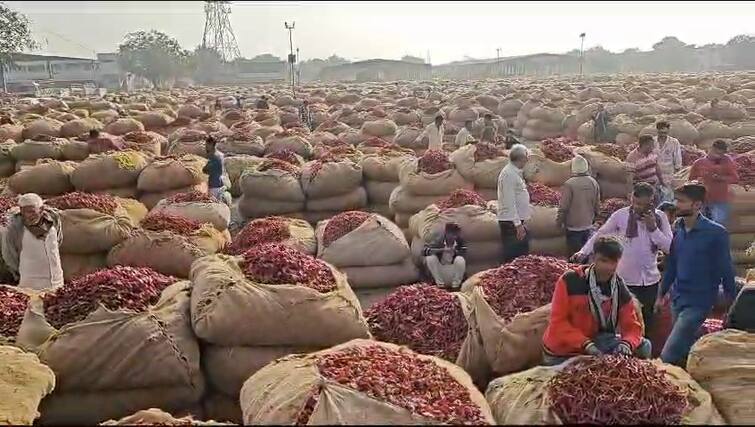 Gondal marketing yard brings in huge amount of chillies, farmers come to sell chillies in bullock carts Gondal Chilli: ગોંડલ માર્કેટિંગ યાર્ડમાં મરચાની મબલખ આવક, ખેડૂતો બળદગાડામાં મરચાં વેચવા આવ્યાં