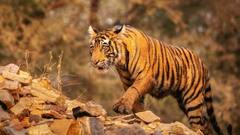 बाघ एकदूसरे पर क्यों करते हैं हमला, बेहद रोचक है इसके पीछे की सच्चाई