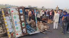 अवैध जनावरे घेऊन जाणाऱ्या वाहनाचा अपघात; चालकासह सहा जनावरांचा मृत्यू