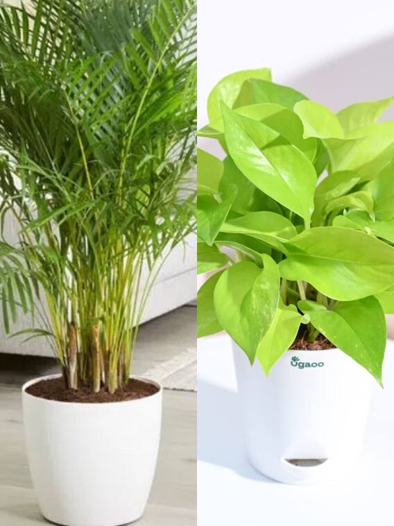 इन पेड़ों को घर में ले आएं, प्रदूषण होगा कम!