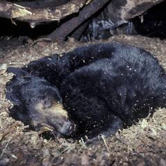 Bear hibernation: ਪੂਰੀ ਸਰਦੀ ਸੌਂ ਕੇ ਕਿੰਝ ਜ਼ਿੰਦਾ ਰਹਿੰਦਾ ਹੈ ਭਾਲੂ?