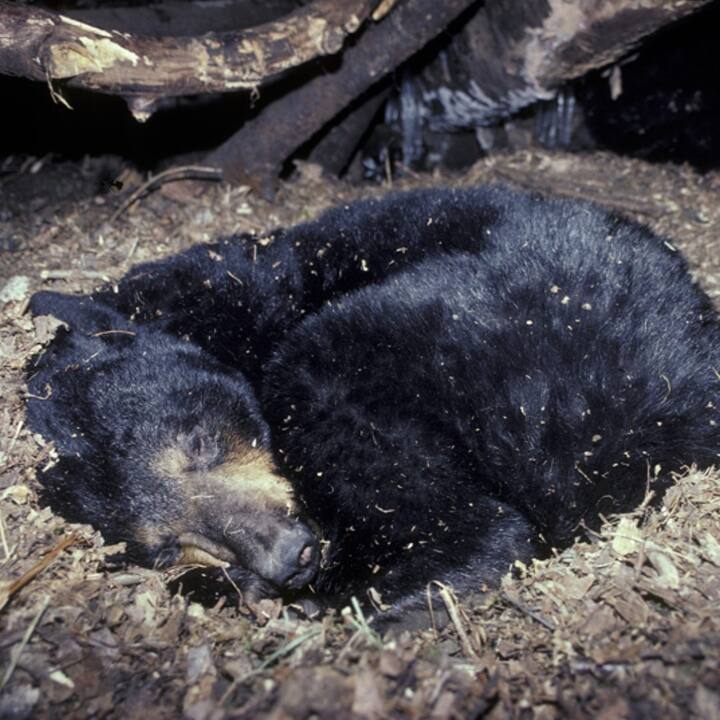 ਪਰ ਕੀ ਕੋਈ ਜਾਨਵਰ 7 ਤੋਂ 8 ਮਹੀਨੇ ਤੱਕ ਸੌਂ ਸਕਦਾ ਹੈ? ਅਸਲ ਵਿੱਚ, ਇੱਕ ਰਿੱਛ ਠੰਡੇ ਮੌਸਮ ਵਿੱਚ ਲਗਭਗ 6 ਤੋਂ 7 ਮਹੀਨਿਆਂ ਤੱਕ ਸੌਂ ਸਕਦਾ ਹੈ।