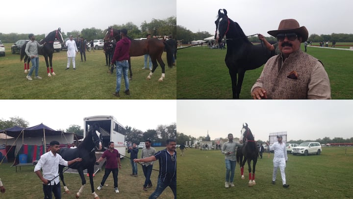 Jodhpur Horse Show 2024: जोधपुर में दो दिवसीय 9वां राष्ट्रीय मारवाड़ हॉर्स शो का आयोजन किया गया. इसमें देश भर के कीमती घोड़े देखने को मिले. यहां दुनिया भर के हॉर्स लवर का जमावड़ा देखने को मिला.