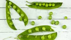 Side effects of Green Peas : हिरव्या वाटाण्याचे फायदे माहीत असतीलच मात्र तोटे देखील जाणून घ्या !