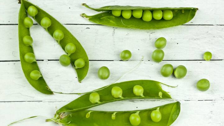 Side effects of Green Peas : जास्त वाटाणे खाल्ल्याने शरीराला अनेक प्रकारे नुकसान होऊ शकते.