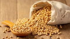 सोयाबीनचे दर घसरले, हमीभावापेक्षा दोनशे रुपये कमीने सोयाबीनची विक्री; शेतकरी संकटात