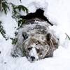 Bear hibernation: ਪੂਰੀ ਸਰਦੀ ਸੌਂ ਕੇ ਕਿੰਝ ਜ਼ਿੰਦਾ ਰਹਿੰਦਾ ਹੈ ਭਾਲੂ?